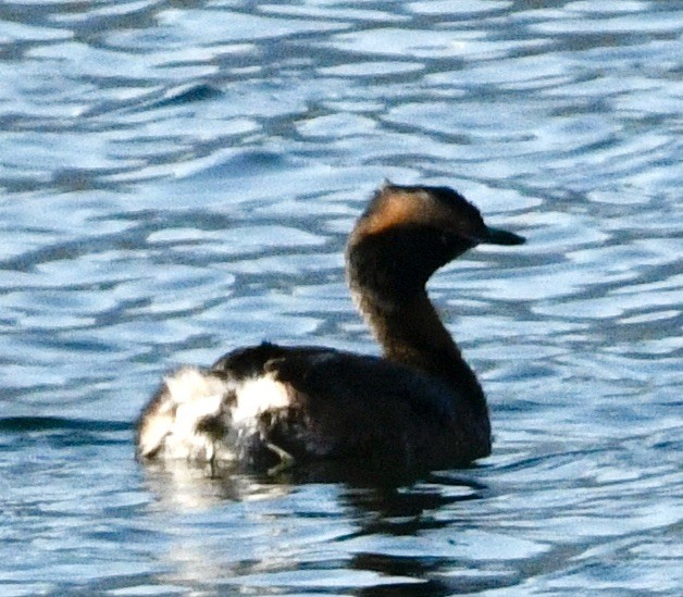 Horned Grebe - ML633973662
