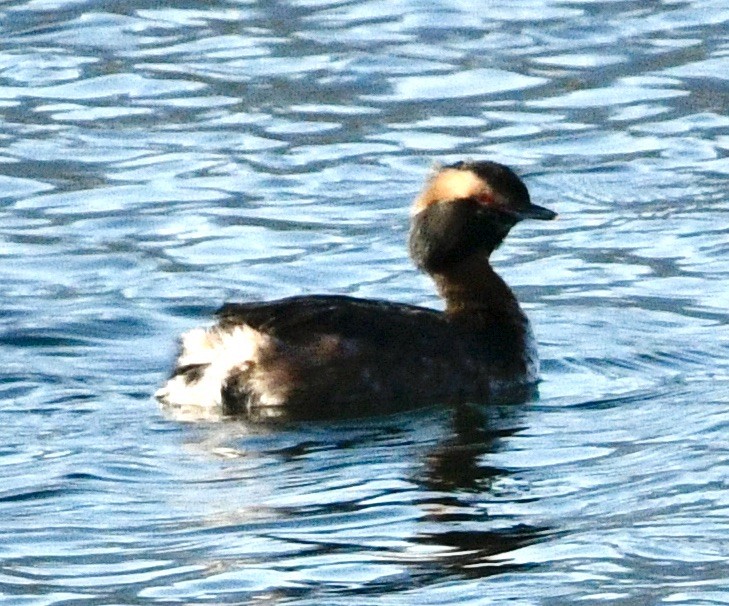 Horned Grebe - ML633973663