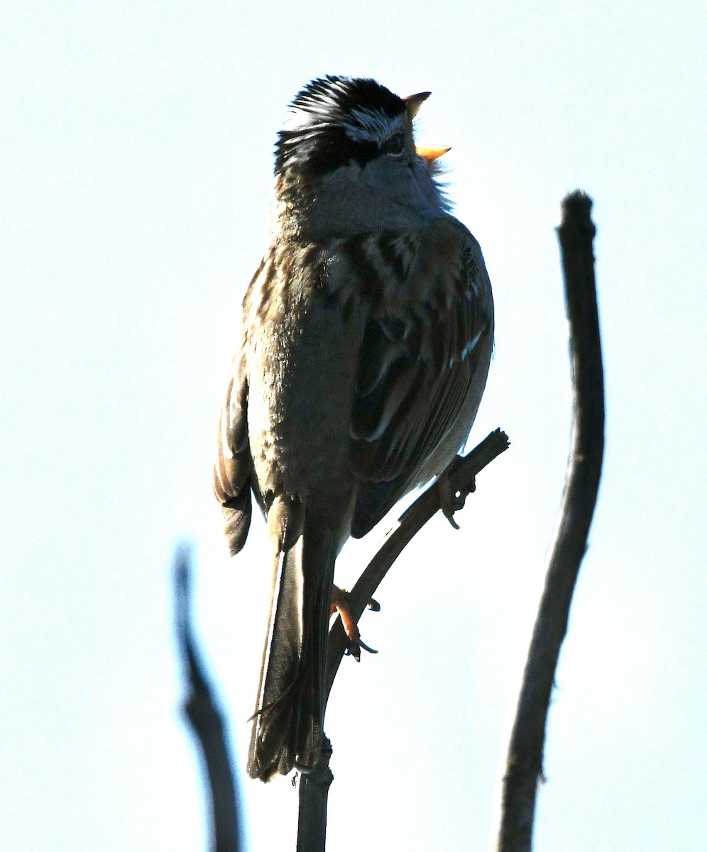 White-crowned Sparrow - ML633973676