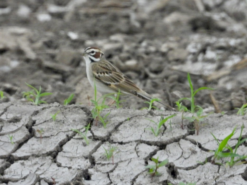 Lark Sparrow - ML633973730