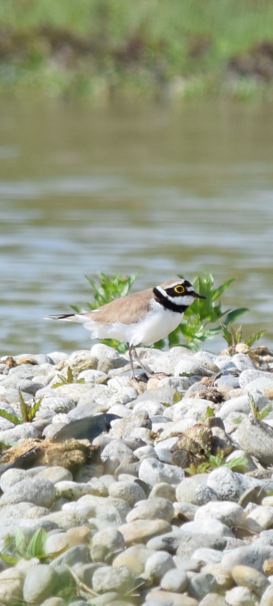 Little Ringed Plover - ML633973743