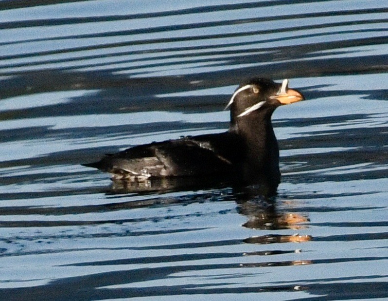 Rhinoceros Auklet - ML633973744
