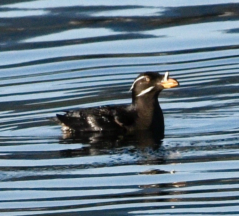 Rhinoceros Auklet - ML633973746