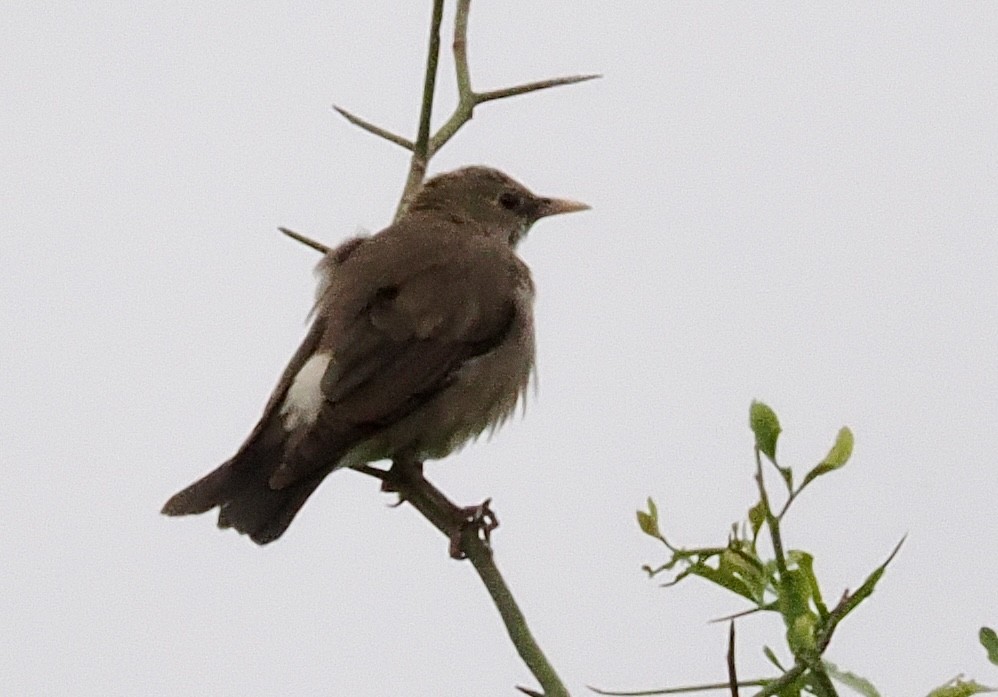 Wattled Starling - ML633973764