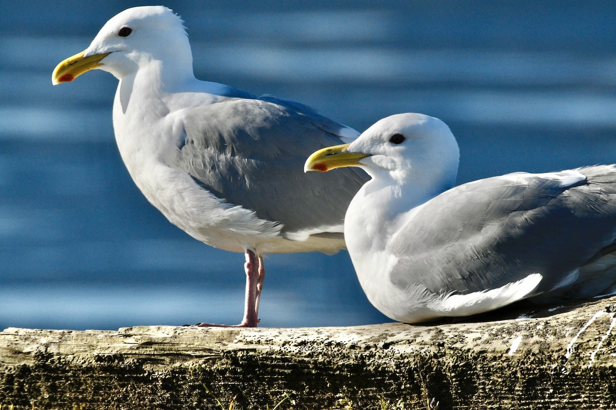 American Herring Gull - ML633973783