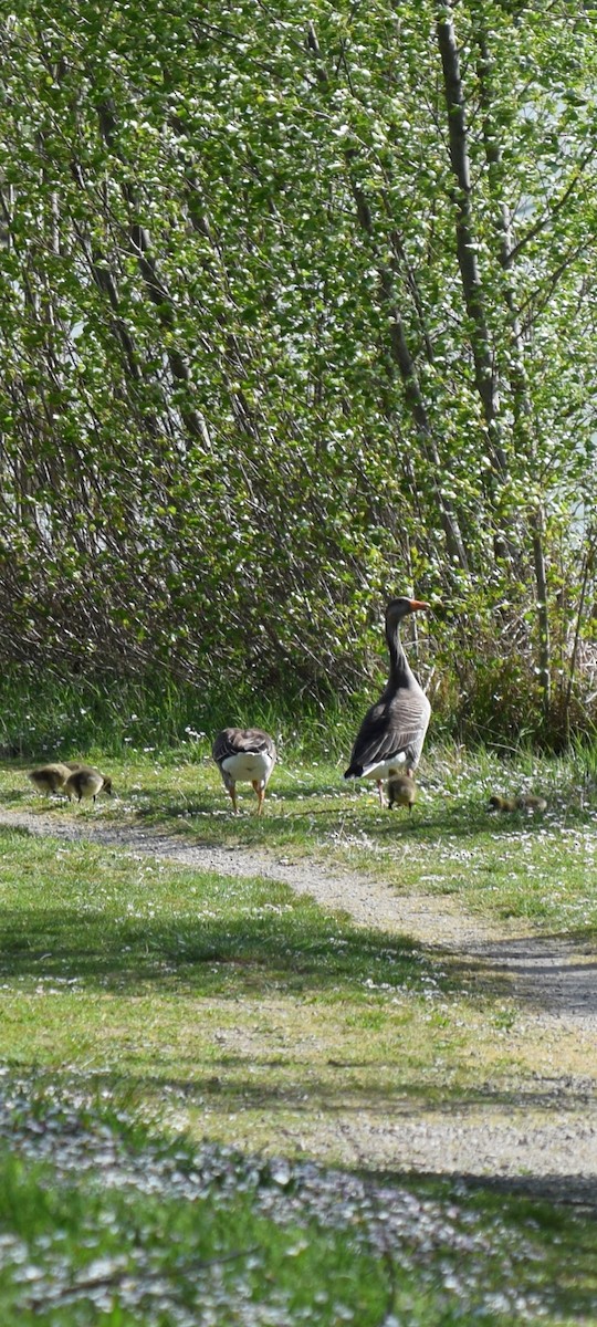 Graylag Goose - ML633973826