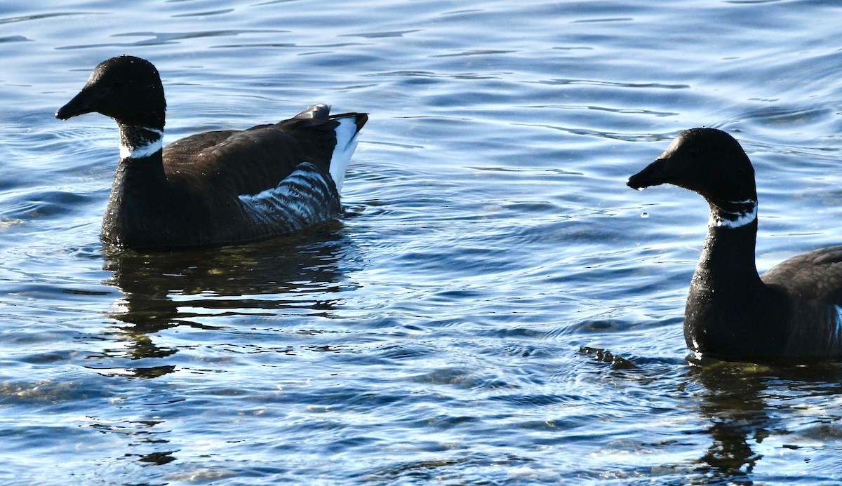 Brant - ML633973844