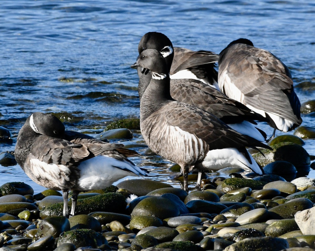 Brant - ML633973845