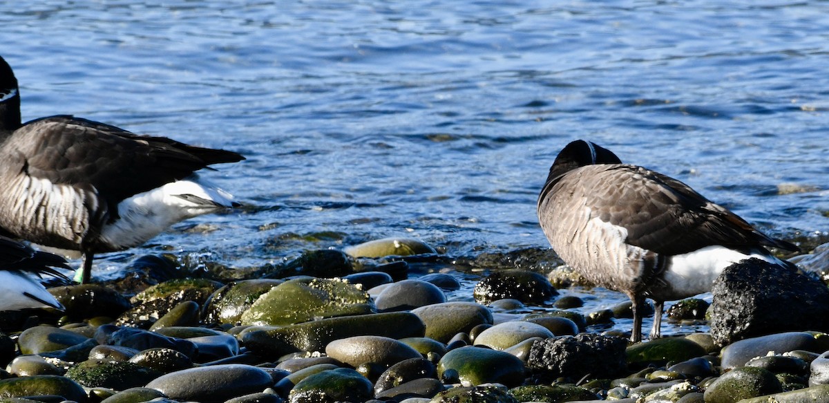 Brant - ML633973846