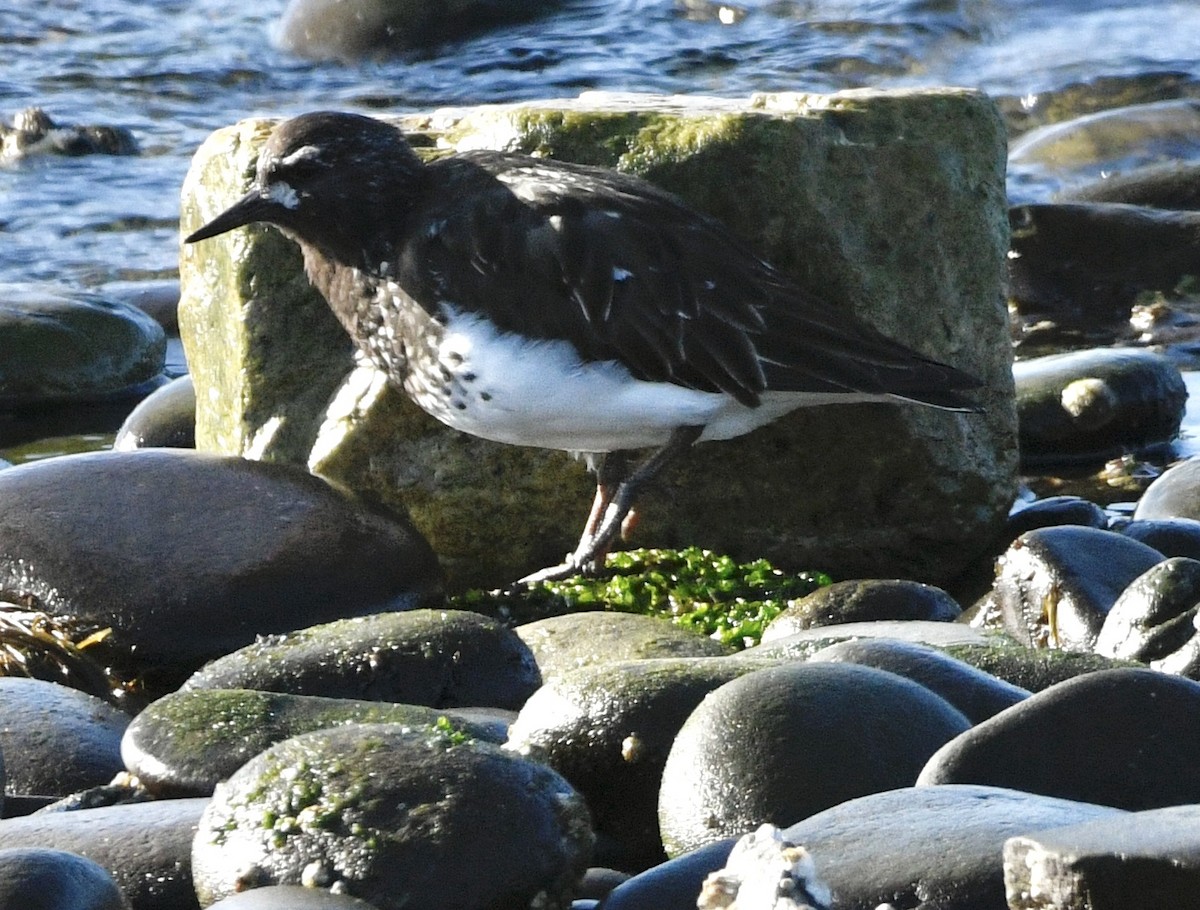 Black Turnstone - ML633973872