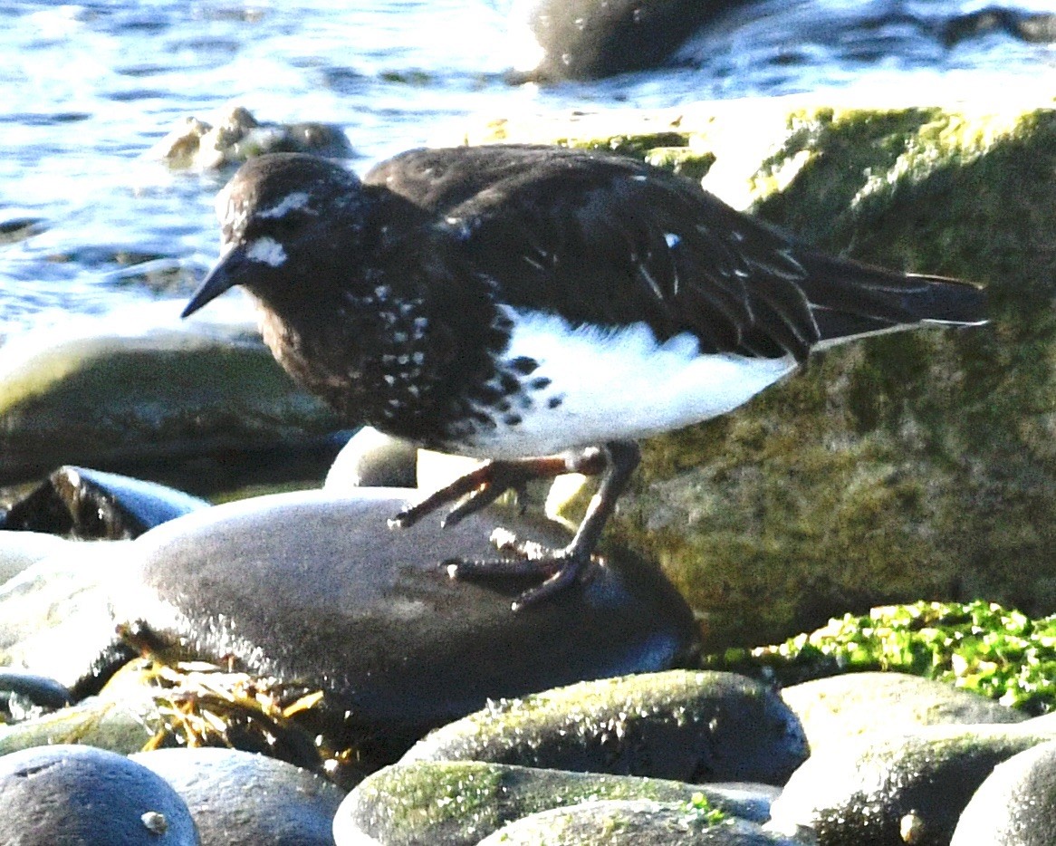Black Turnstone - ML633973873