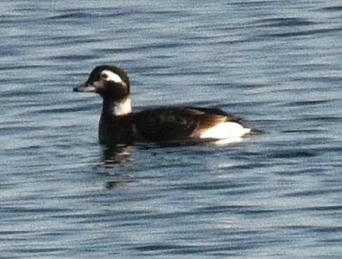 Long-tailed Duck - ML633973889