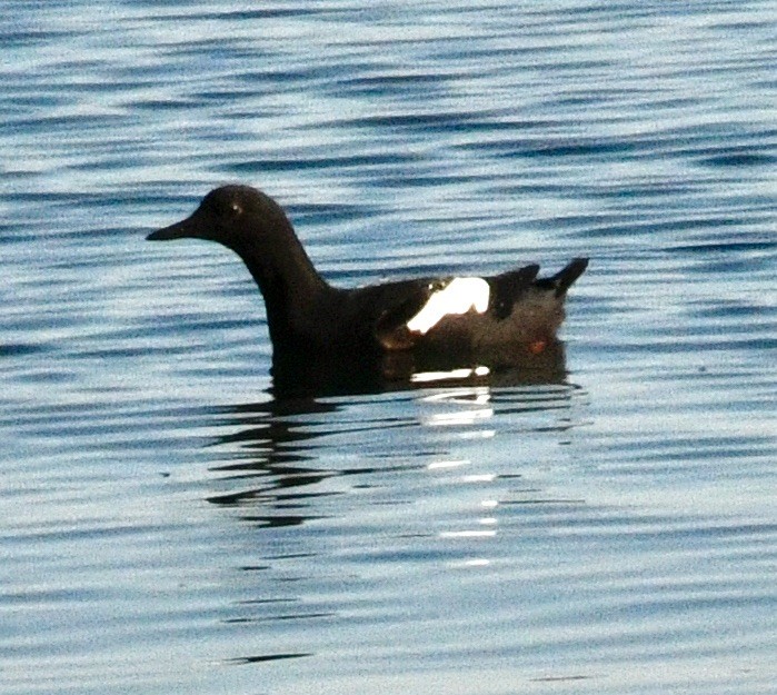 Pigeon Guillemot - ML633973906