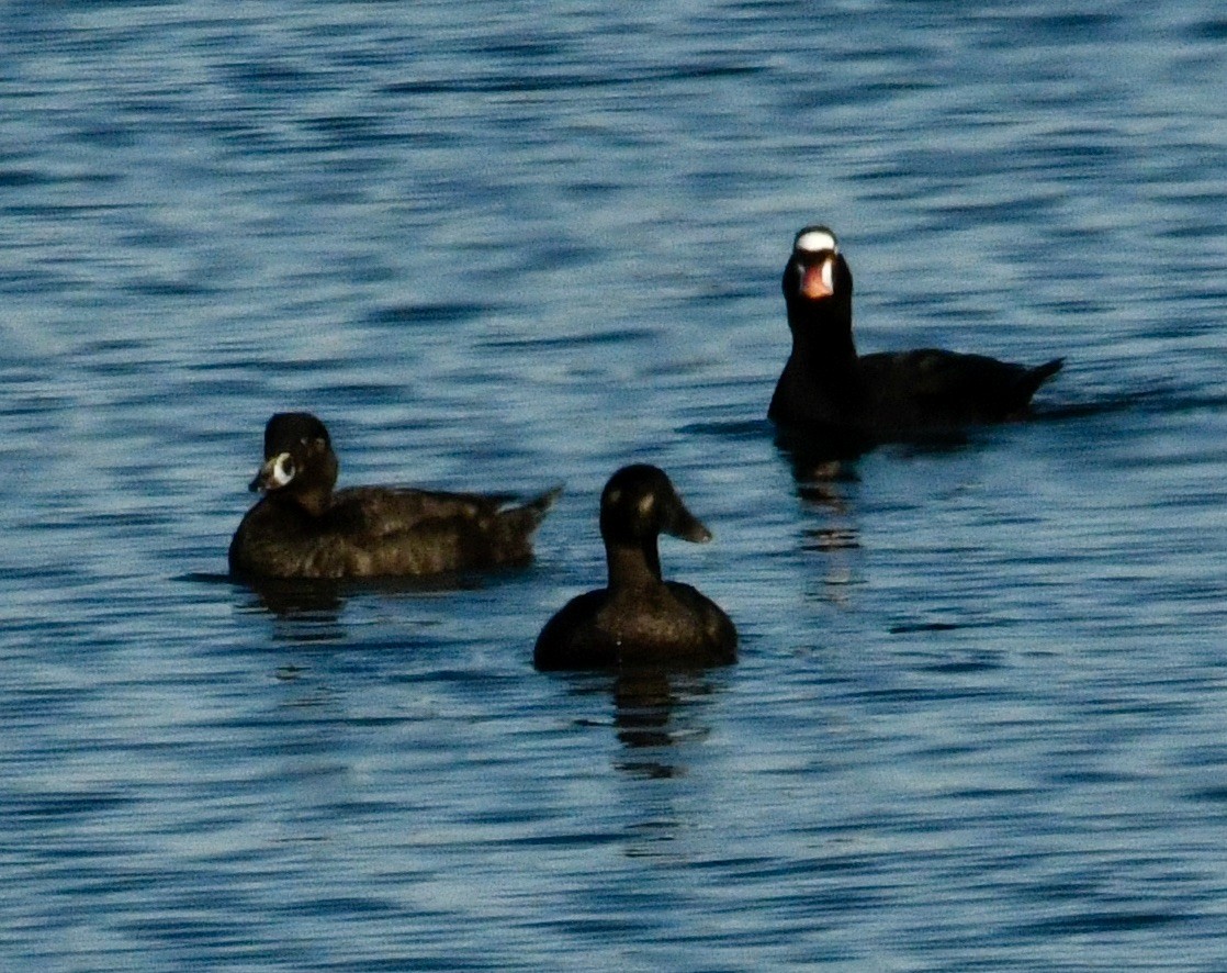 Surf Scoter - ML633973923