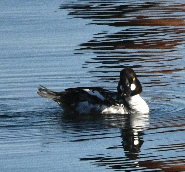 Common Goldeneye - ML633973924