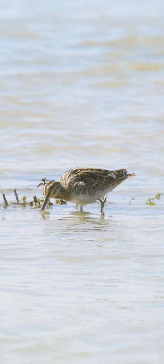 Common Snipe - ML633973944