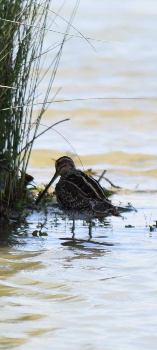 Common Snipe - ML633973945