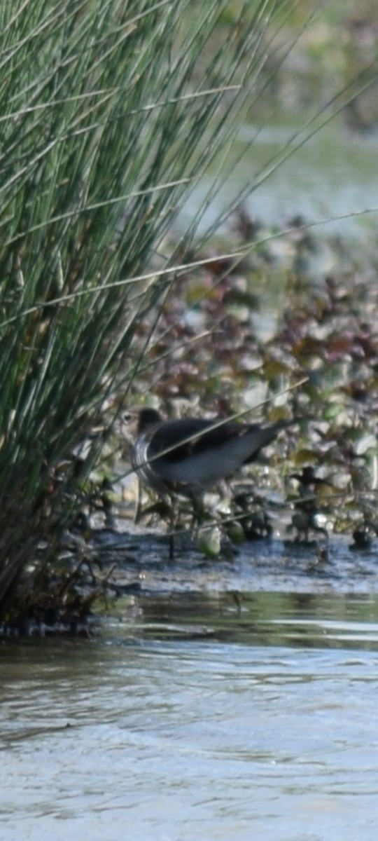 Common Sandpiper - ML633973972