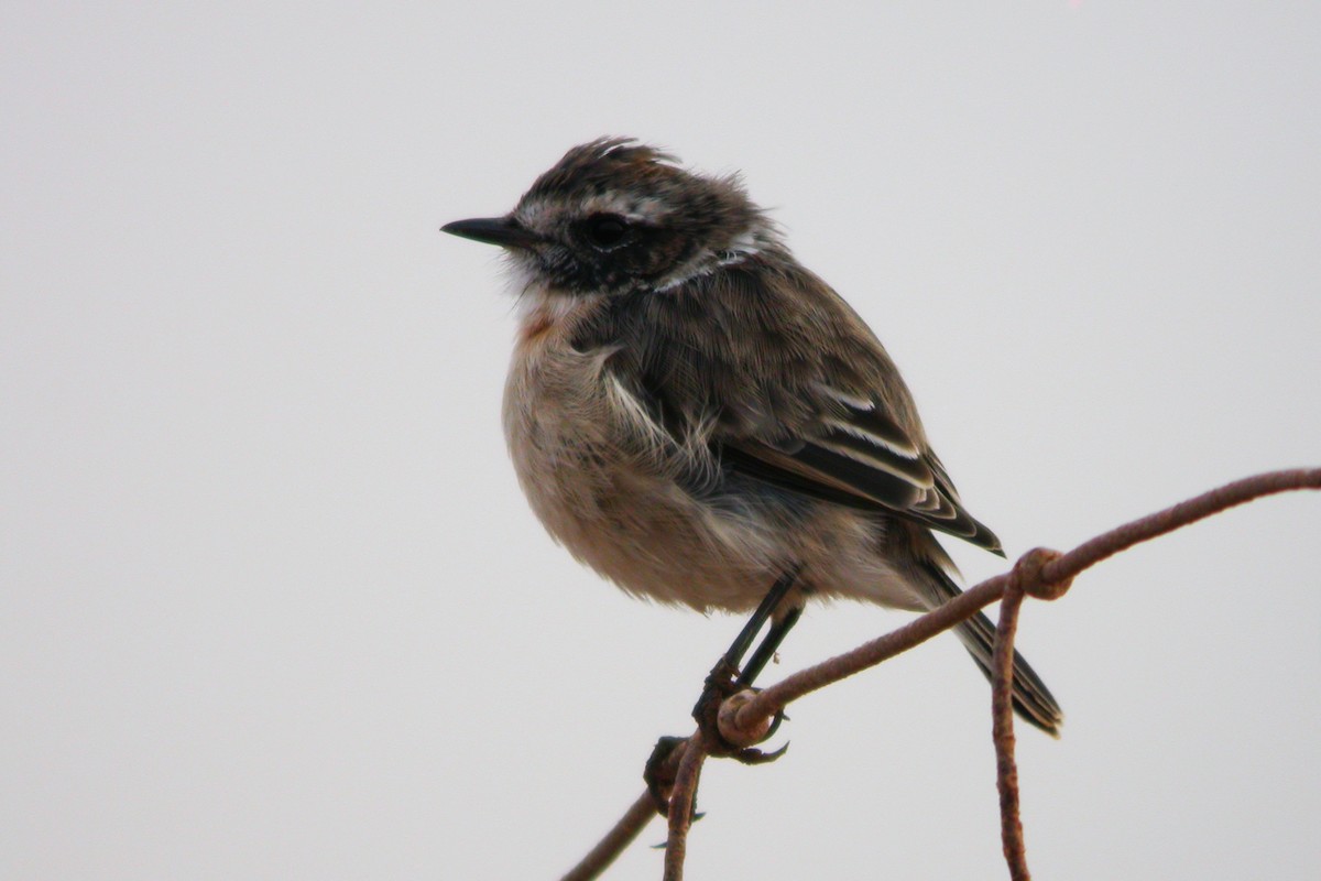 Fuerteventura Stonechat - ML633974074