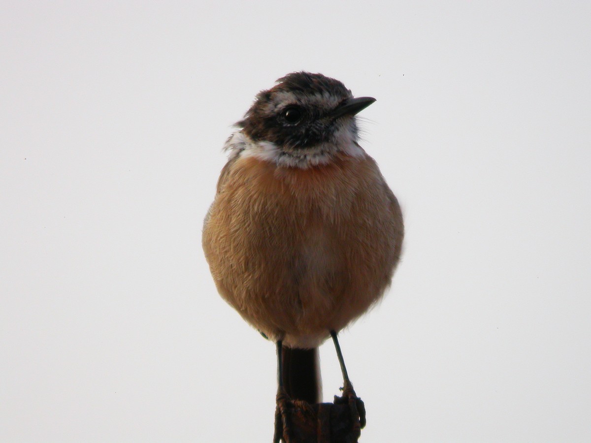 Fuerteventura Stonechat - ML633974075