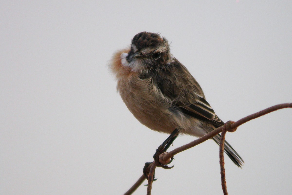 Fuerteventura Stonechat - ML633974077