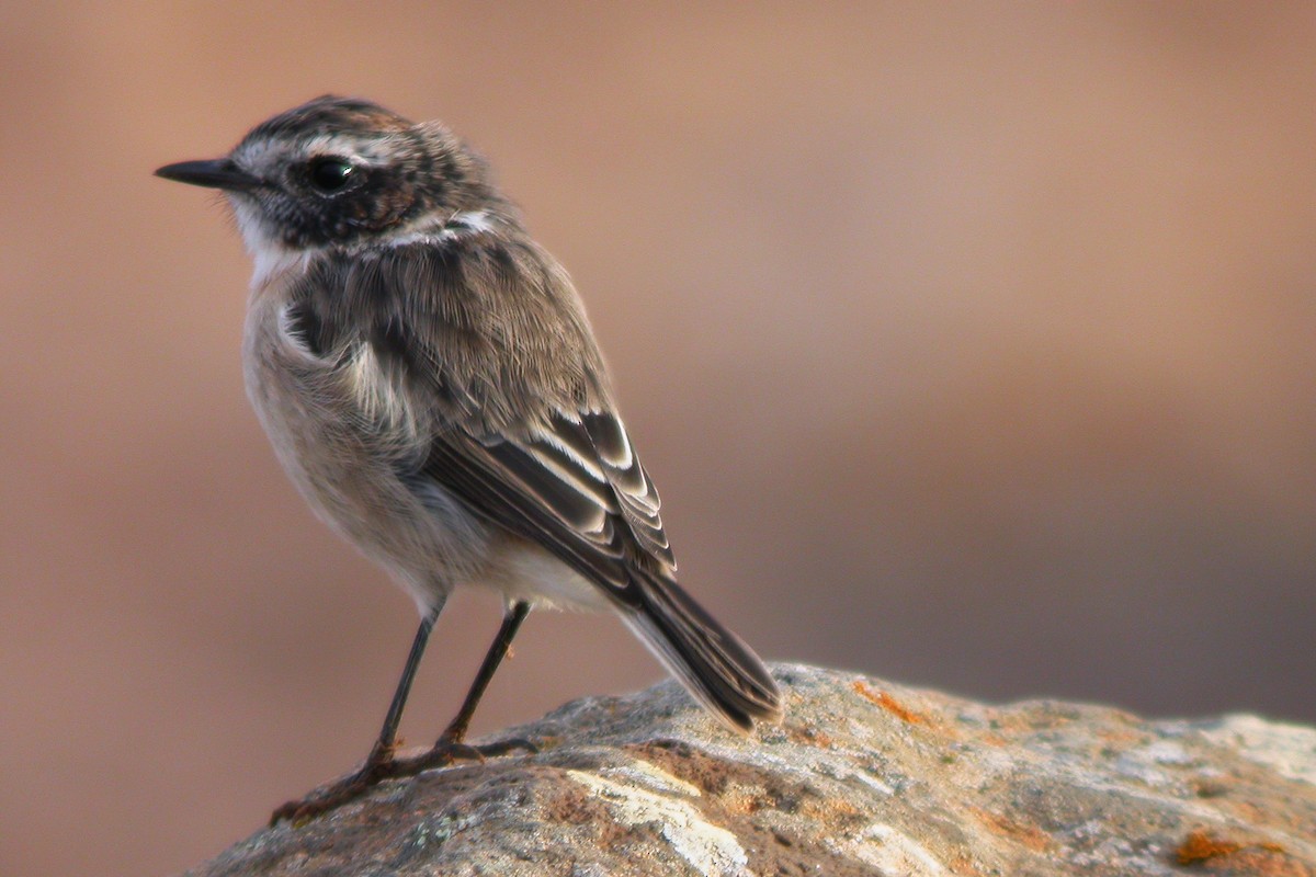 Fuerteventura Stonechat - ML633974089