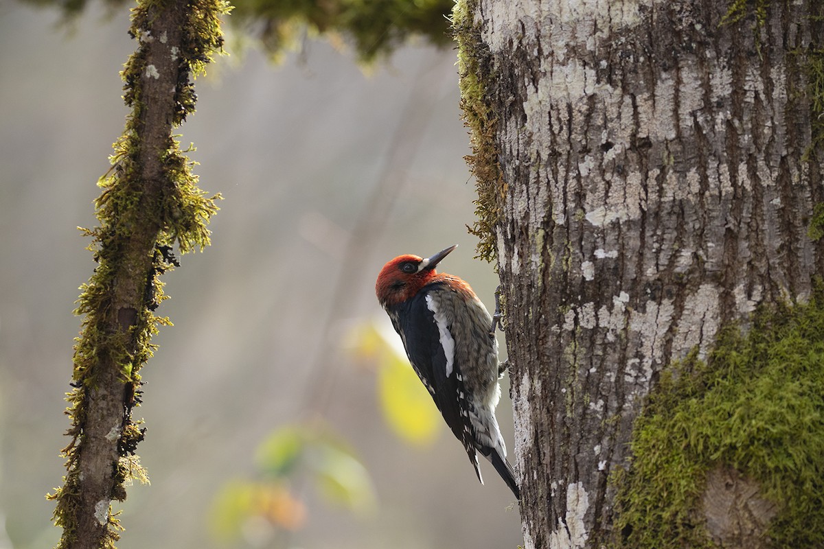 Red-breasted Sapsucker - ML633974125