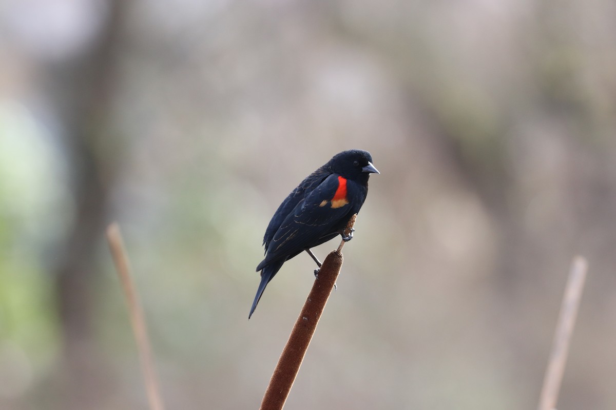Red-winged Blackbird - ML633974139