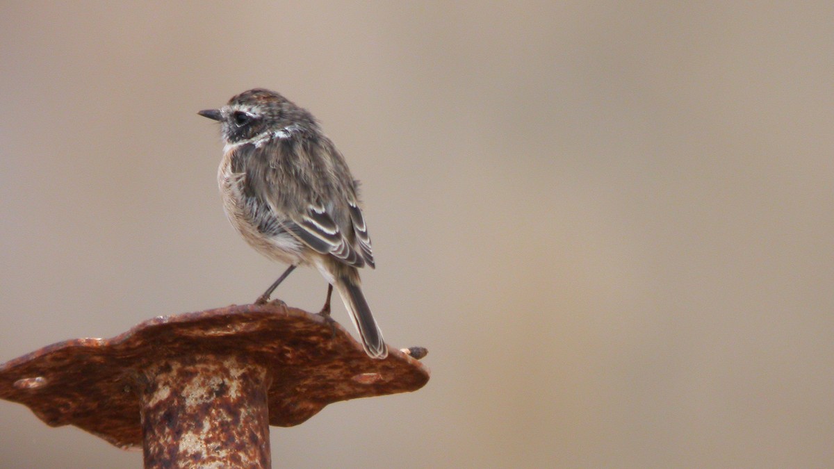 Fuerteventura Stonechat - ML633974140