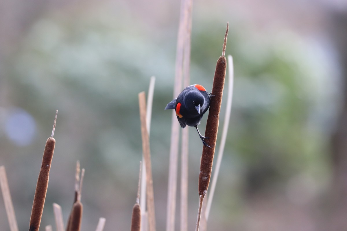 Red-winged Blackbird - ML633974155