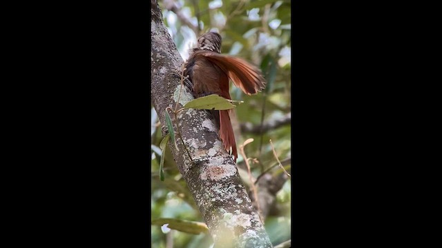 Straight-billed Woodcreeper - ML633974172