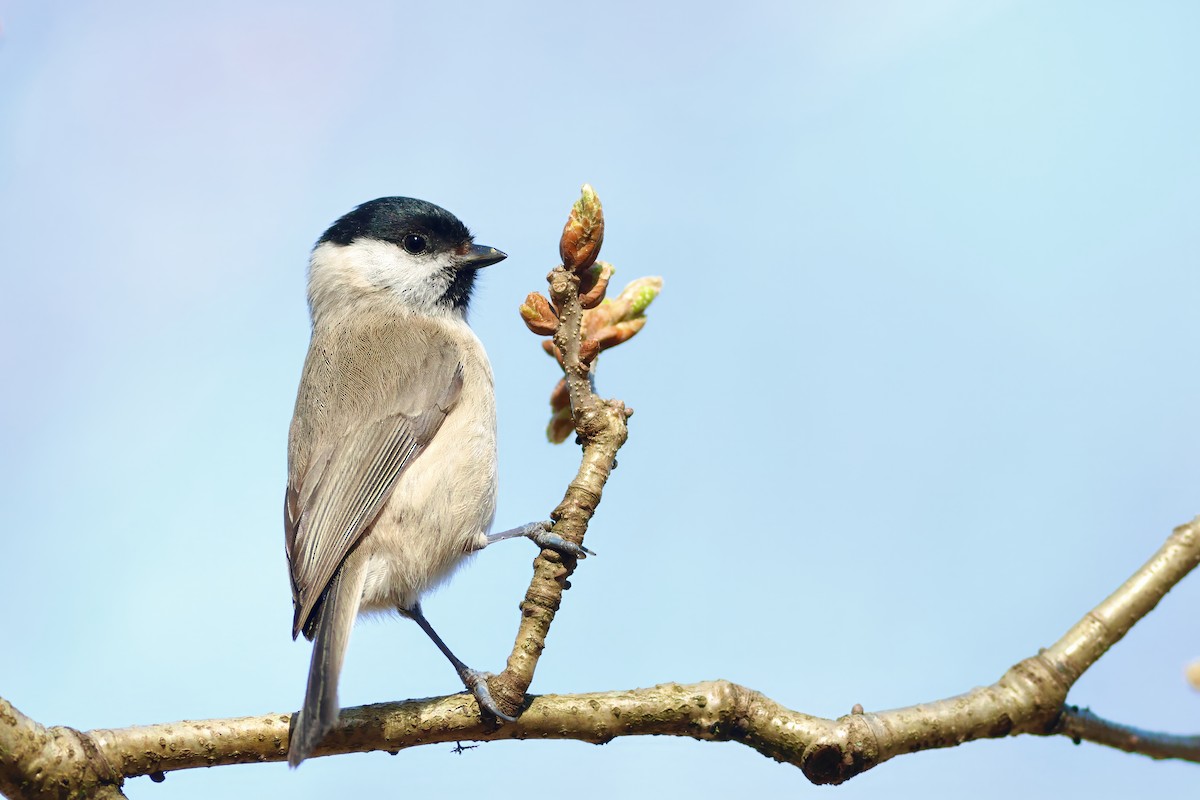 Marsh Tit - ML633974191