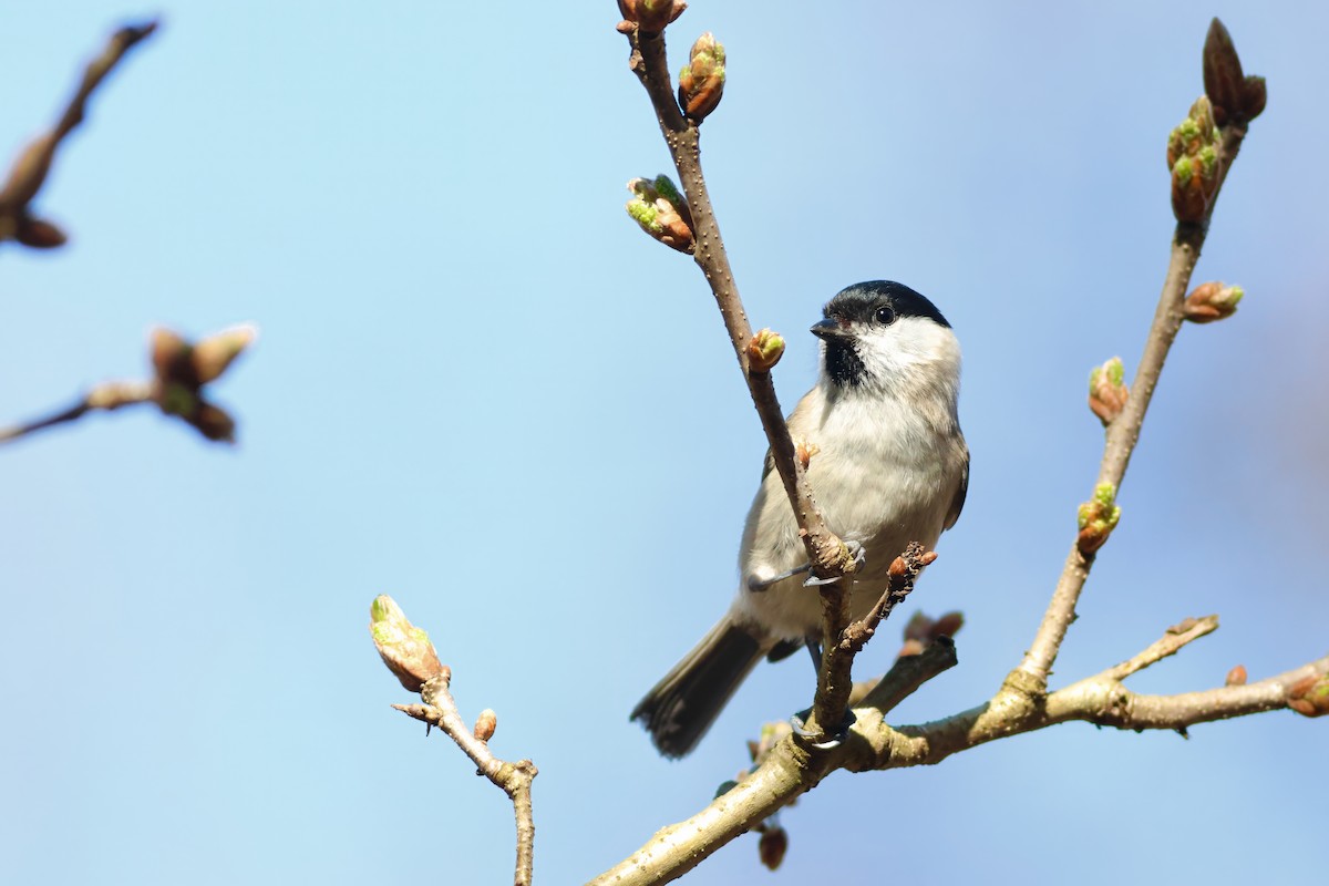 Marsh Tit - ML633974196