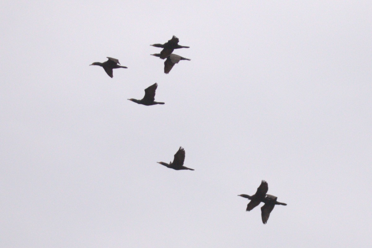 Double-crested Cormorant - ML633974401