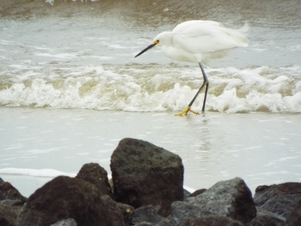 Snowy Egret - ML633974452