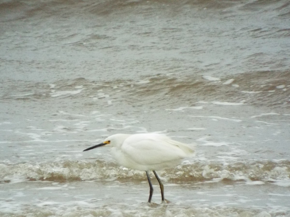 Snowy Egret - ML633974453