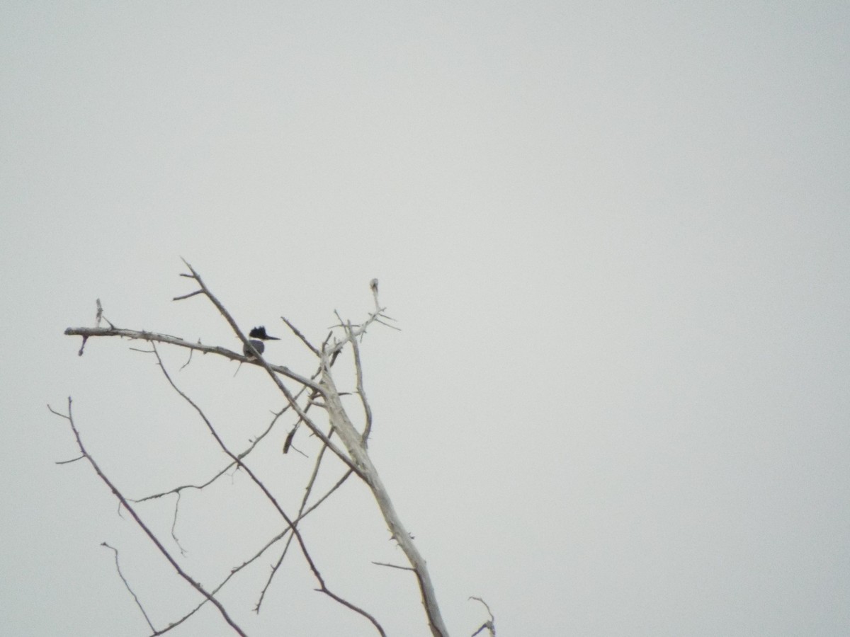 Belted Kingfisher - ML633974478