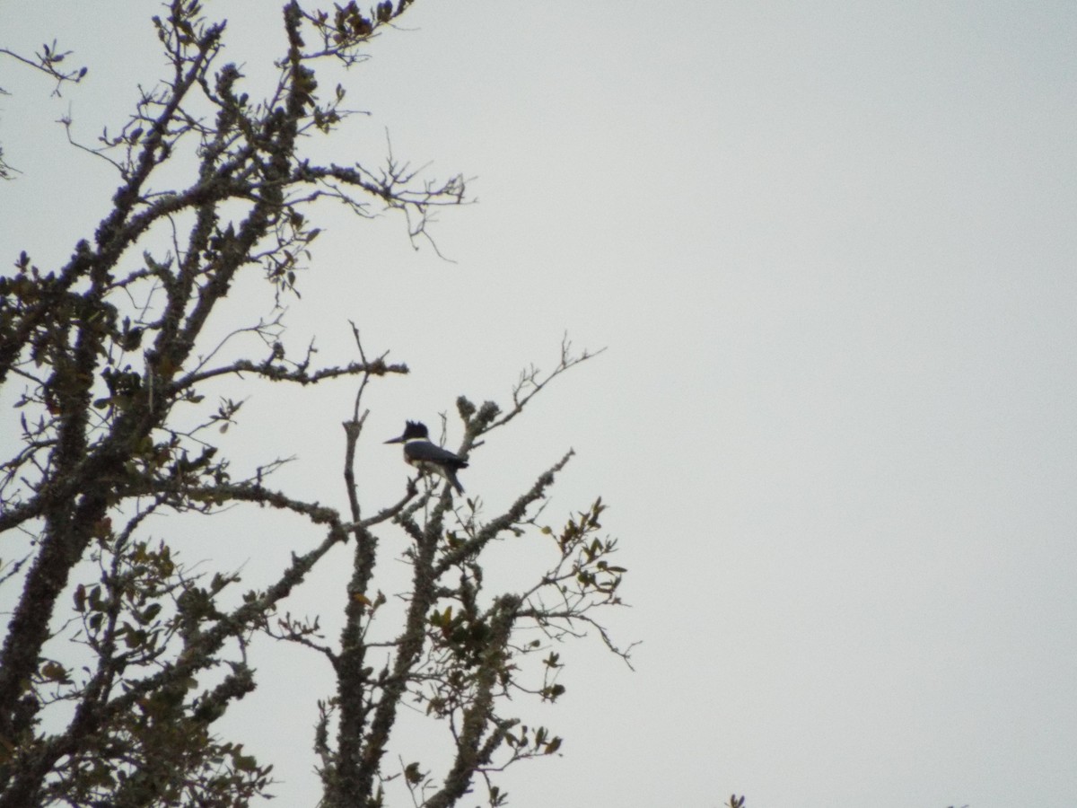 Belted Kingfisher - ML633974479