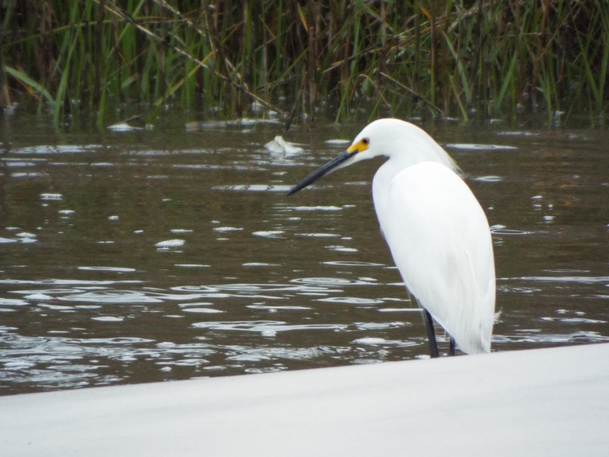 Snowy Egret - ML633974499