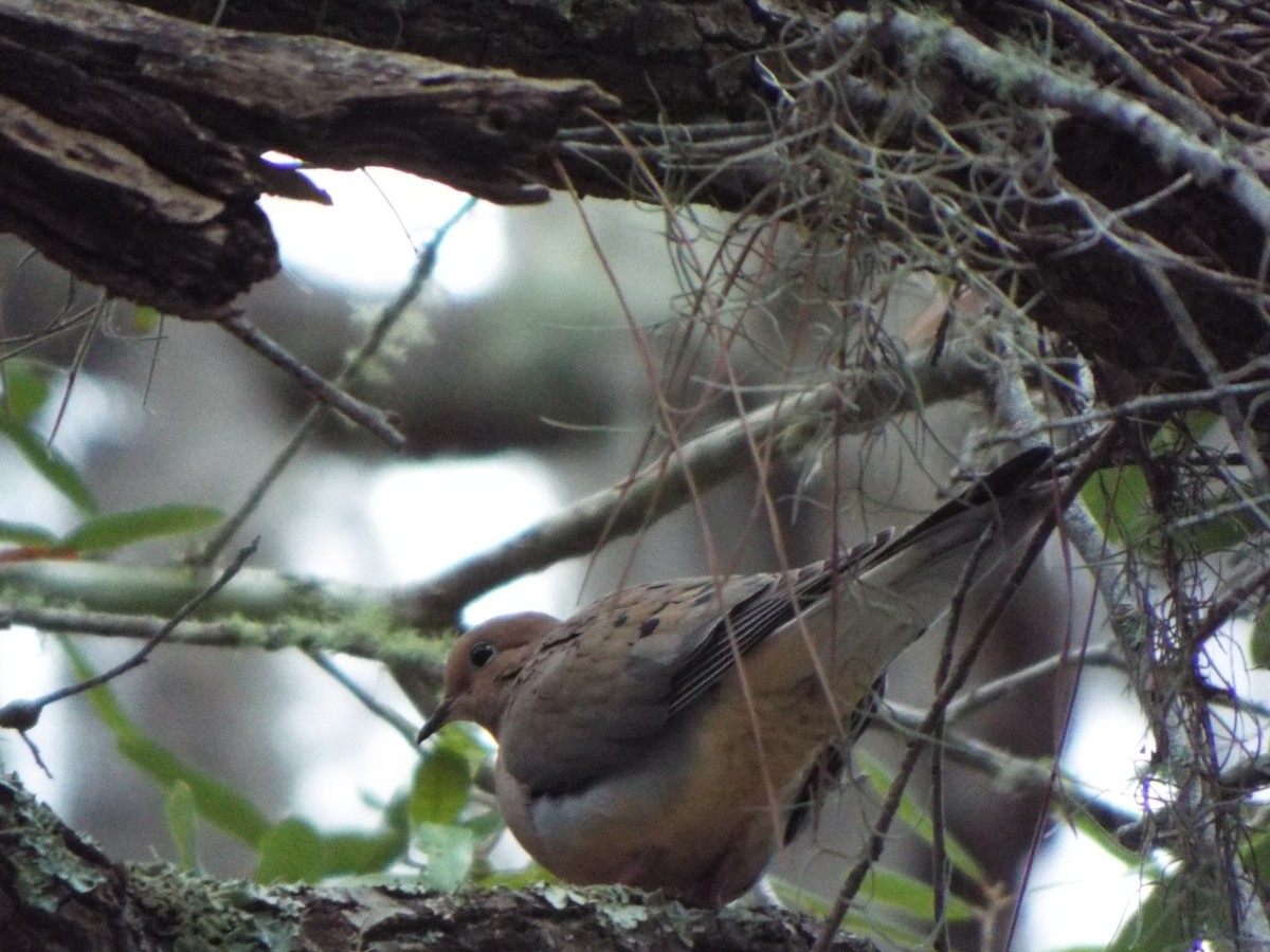 Mourning Dove - ML633974536
