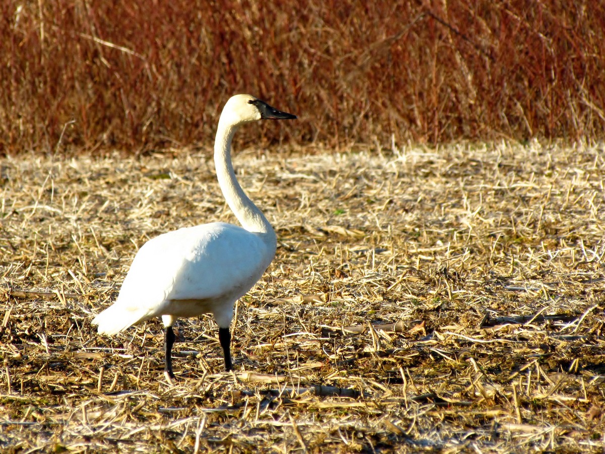 Trumpeter Swan - ML63397461