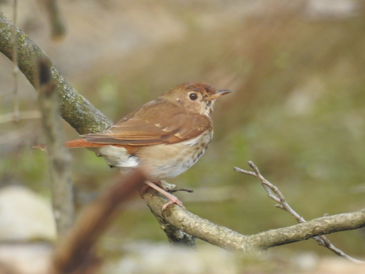 Hermit Thrush - ML633974631