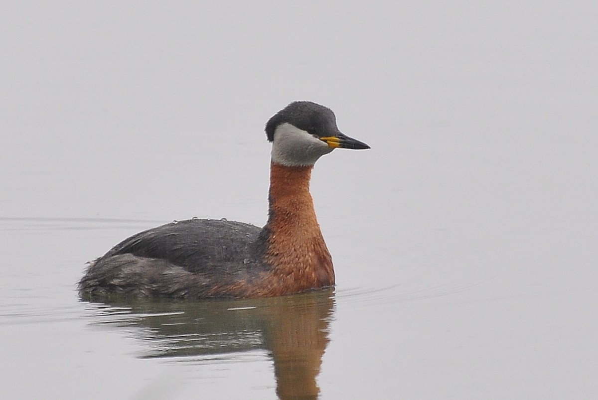 Red-necked Grebe - ML633974675