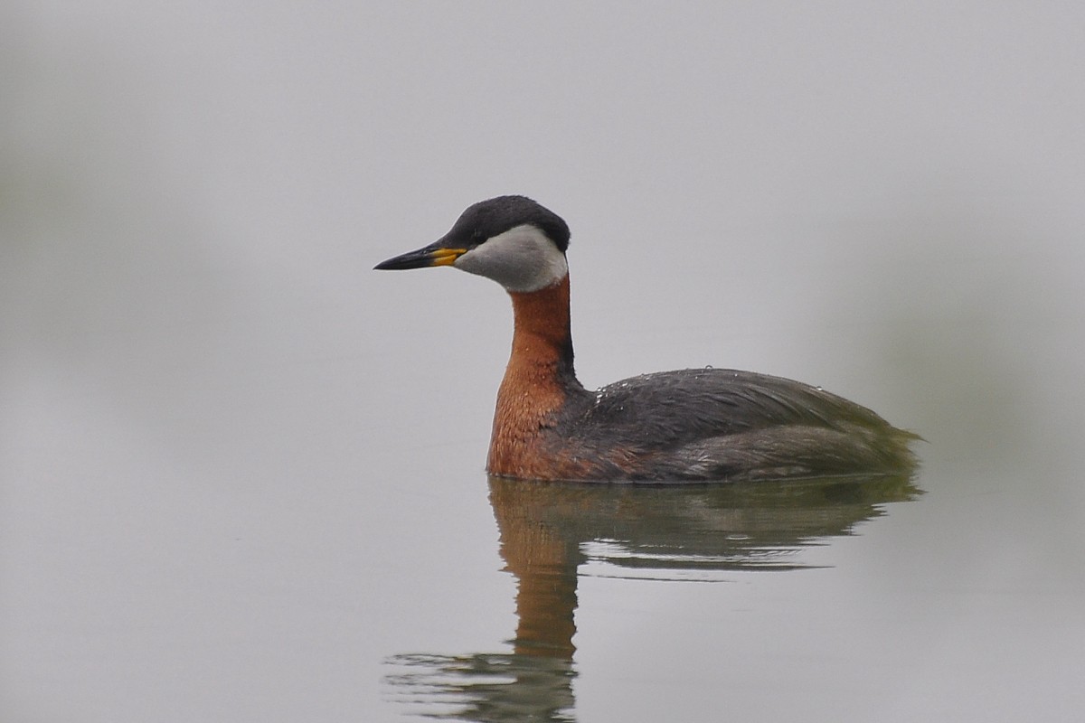 Red-necked Grebe - ML633974676