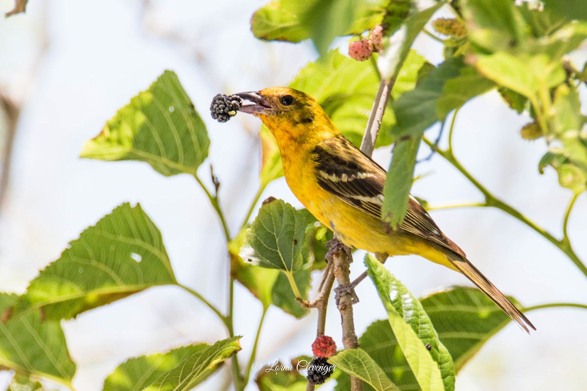 Flame-colored Tanager - ML633974689