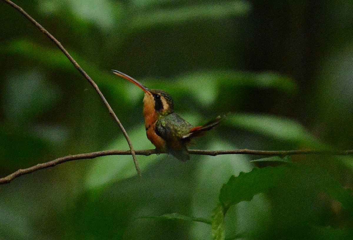 Reddish Hermit - ML633974926