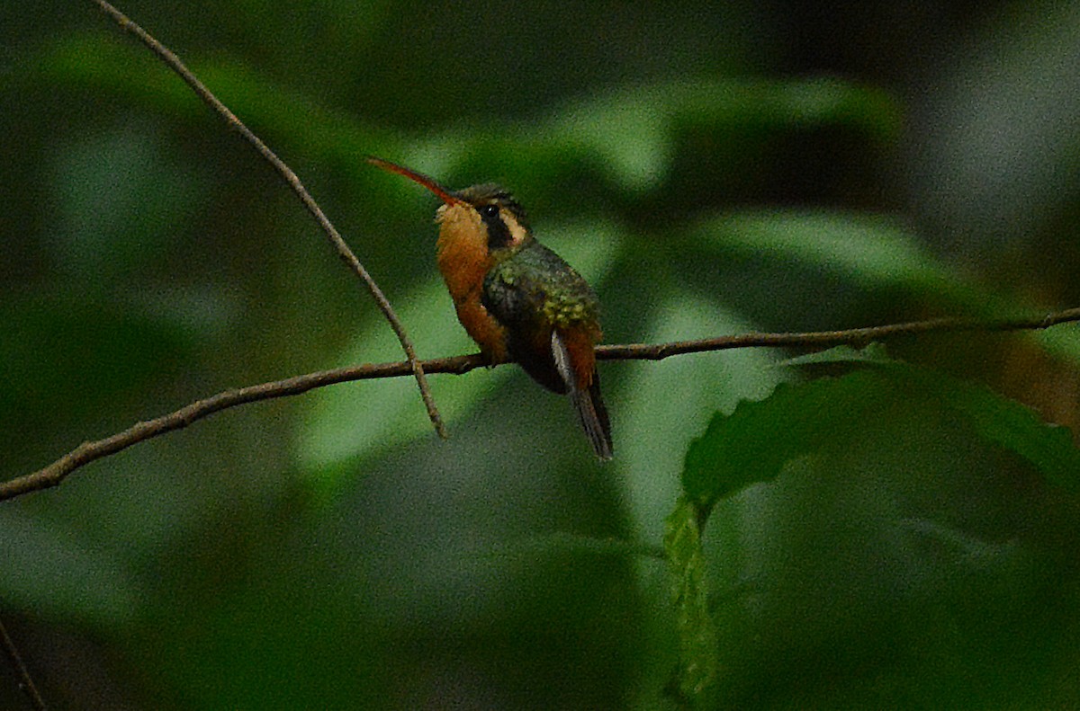 Reddish Hermit - ML633974927