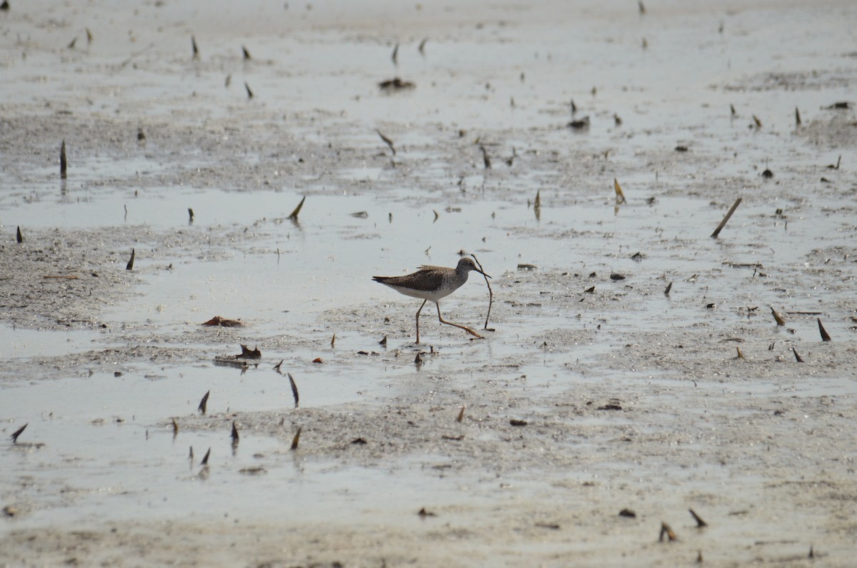 Greater Yellowlegs - ML633974935