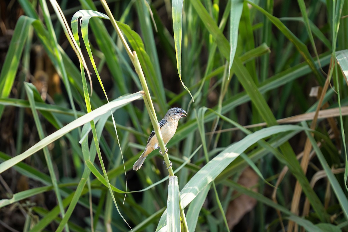 Morelet's Seedeater (Morelet's) - ML633974937