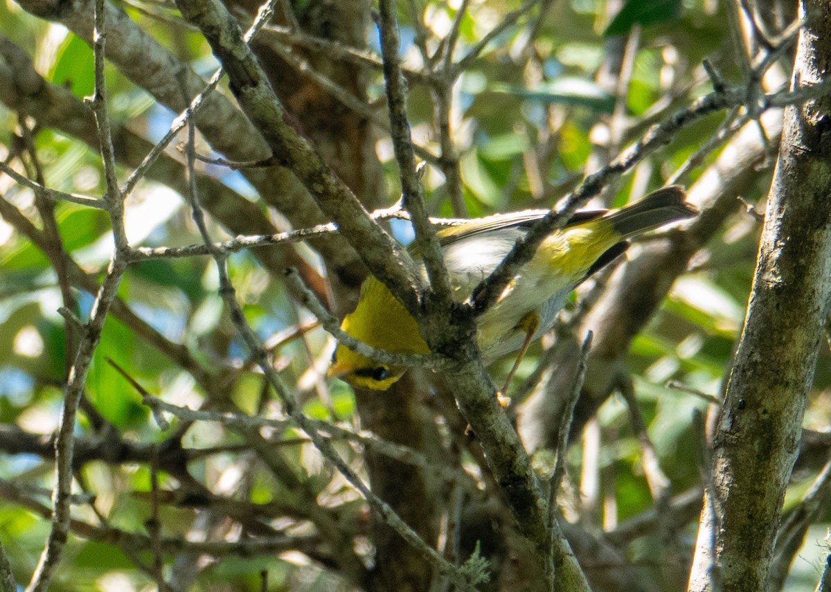 Yellow-throated Woodland-Warbler - ML633975106